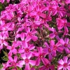 Флокс шиловидный (Phlox subulata) Темискаминг С2 СП/26