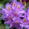 Рододендрон (Rhododendron) крупноцветковый 'Libretto' 40-50 С15 ПЧ/26