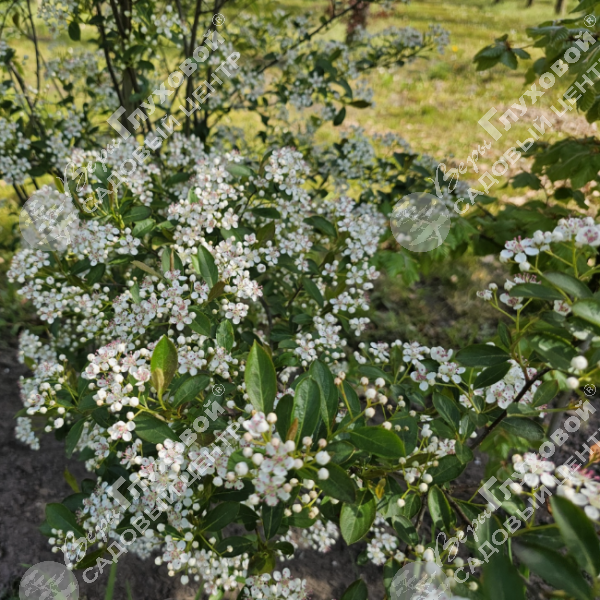 Арония "Хугин" на фото