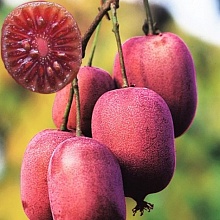 Основное изображение товара