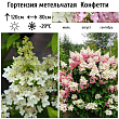 Гортензия метельчатая 