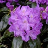 Рододендрон (Rhododendron) крупноцветковый 'Purpureum Grandiflorum' 40-50 С15 ПЧ/24