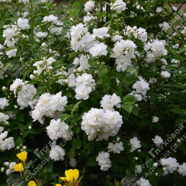 Чубушник венечный "Сноубелль" на фото