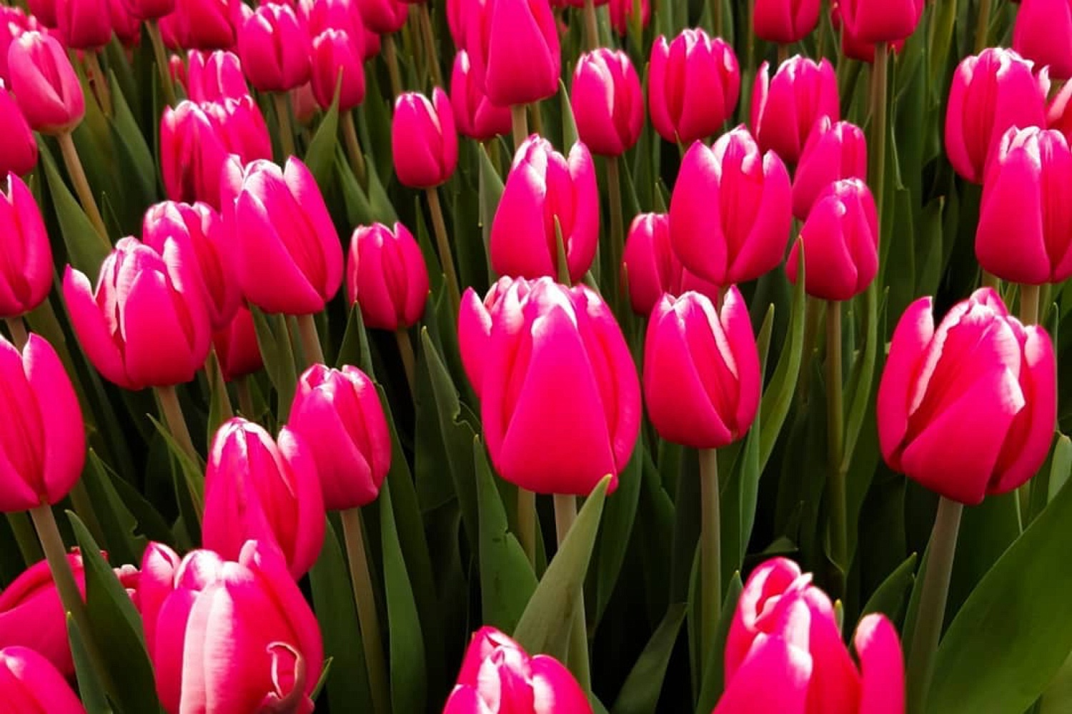 Тюльпаны можно купить в розницу по адресам.