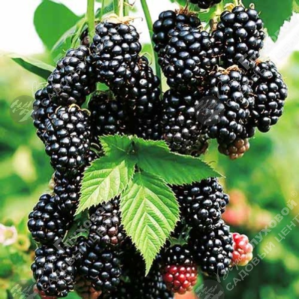 Ежевика "Блэк Каскад" на фото
