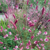 Кровохлебка лекарственная (Sangusorba officinalis) Пинк Танна С3 ГлХ/26