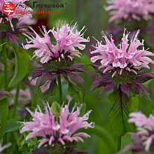 Основное изображение товара