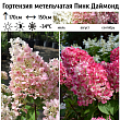 Гортензия метельчатая 