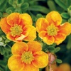 Лапчатка кустарниковая (Potentilla fruticosa) Манго Танго  С3 СП/24