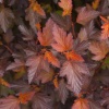 Пузыреплодник калинолистный (Physocarpus opulifolius) Андре  С5 СП/24