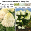 Гортензия метельчатая (Hydrangea paniculata) Полар Бир  С2 СП/26