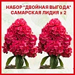 Набор гортензий 