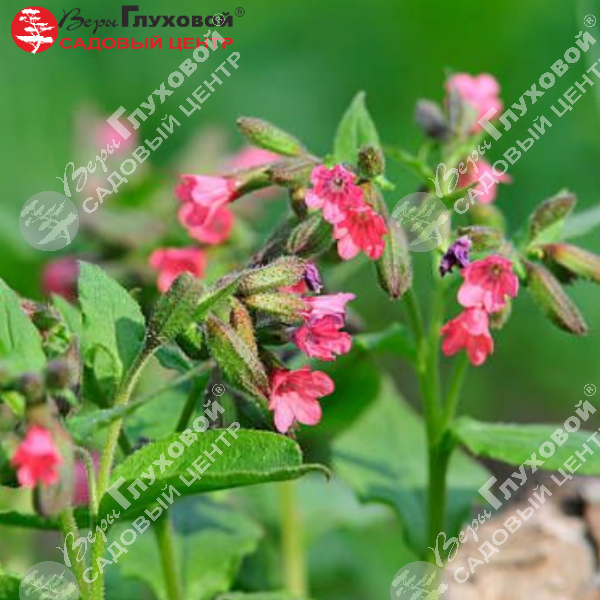 Медуница красная "Боулес Ред" на фото