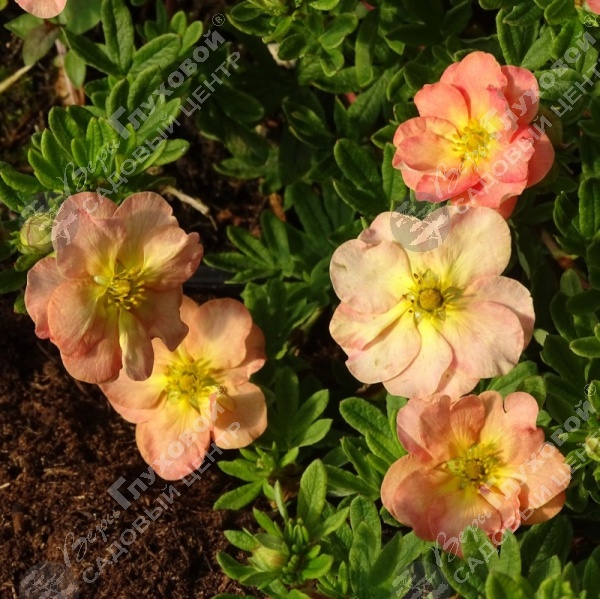 Лапчатка кустарниковая "Белла Эппл" на фото