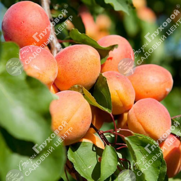 Абрикос "Оранжевое чудо" на фото