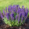 Шалфей дубравный (Salvia nemerosa) Мерло Блю С2 ГлХ/26