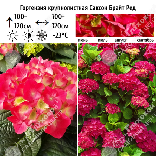 Гортензия крупнолистная "Саксон Брайт Рэд" на фото