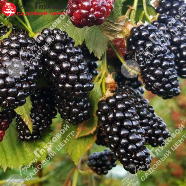 Ежевика "Натчез" на фото