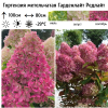 Гортензия метельчатая (Hydrangea paniculata) Гарденлайт Редлайт С3 СП/26