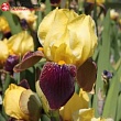 Ирис германский  