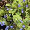 Бруннера крупнолистная (Brunnera) Сильвер Стар С3 СП/24