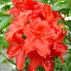 Азалия крупноцветковая "Фейерверк" на фото