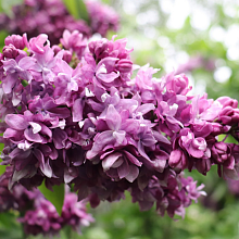 Основное изображение товара