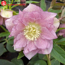 Основное изображение товара