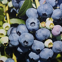 Основное изображение товара