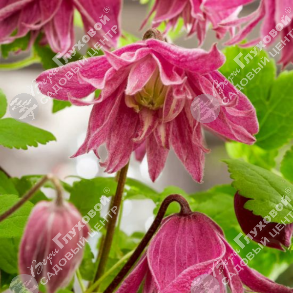 Клематис "Имке" на фото