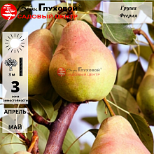 Основное изображение товара