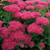 Очиток видный (Sedum spectabile) Бриллиант С3 СП/24