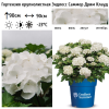 Гортензия крупнолистная (Hydrangea macrophyllа) Эндлесс Саммер Дрим Клауд  С5 ГЕ/26
