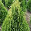 Туя западная (Thuja occidentalis) Смарагд Витбонт С3 СП/24