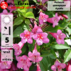 Вейгела цветущая (Weigela florida) Румба 30-40 С3 СП/23