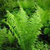 Папоротник (Ferns) Страусник С2-3 РАг/25