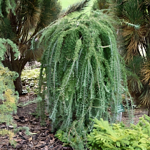 Основное изображение товара