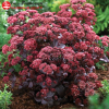 Очиток гибридный (Sedum hybride) Пурпл Эмперор С2 ГлХ/26
