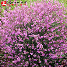 Основное изображение товара