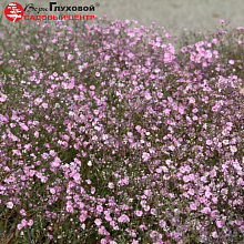 Основное изображение товара