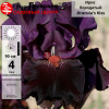 Ирис бородатый (Iris bearded) высокий Dracula's Kiss С3 ФК/23