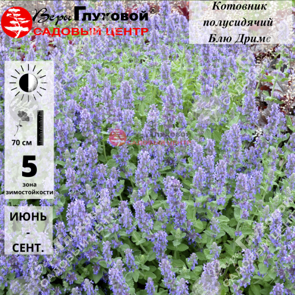 Котовник полусидячий "Блю Дримс" на фото