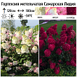 Гортензия метельчатая 