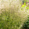 Щучка дернистая (Deschampsia cespitosa) Тардифлора С3 РФр/26