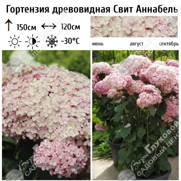 Гортензия древовидная "Свит Аннабель" на фото
