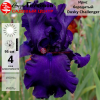 Ирис бородатый (Iris bearded) высокий Dusky Challenger С3 ФК/23