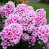 Флокс метельчатый (Phlox paniculata) Юник Биколор С2 ГлХ/26