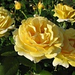 Роза флорибунда 