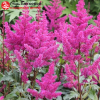 Астильба японская (Astilbe japonica) Элизабет ван Вин С2-3 РЛ/25