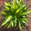 Хоста (Hosta) Лейксайд Литтл Тафт С1 ГлХ/25